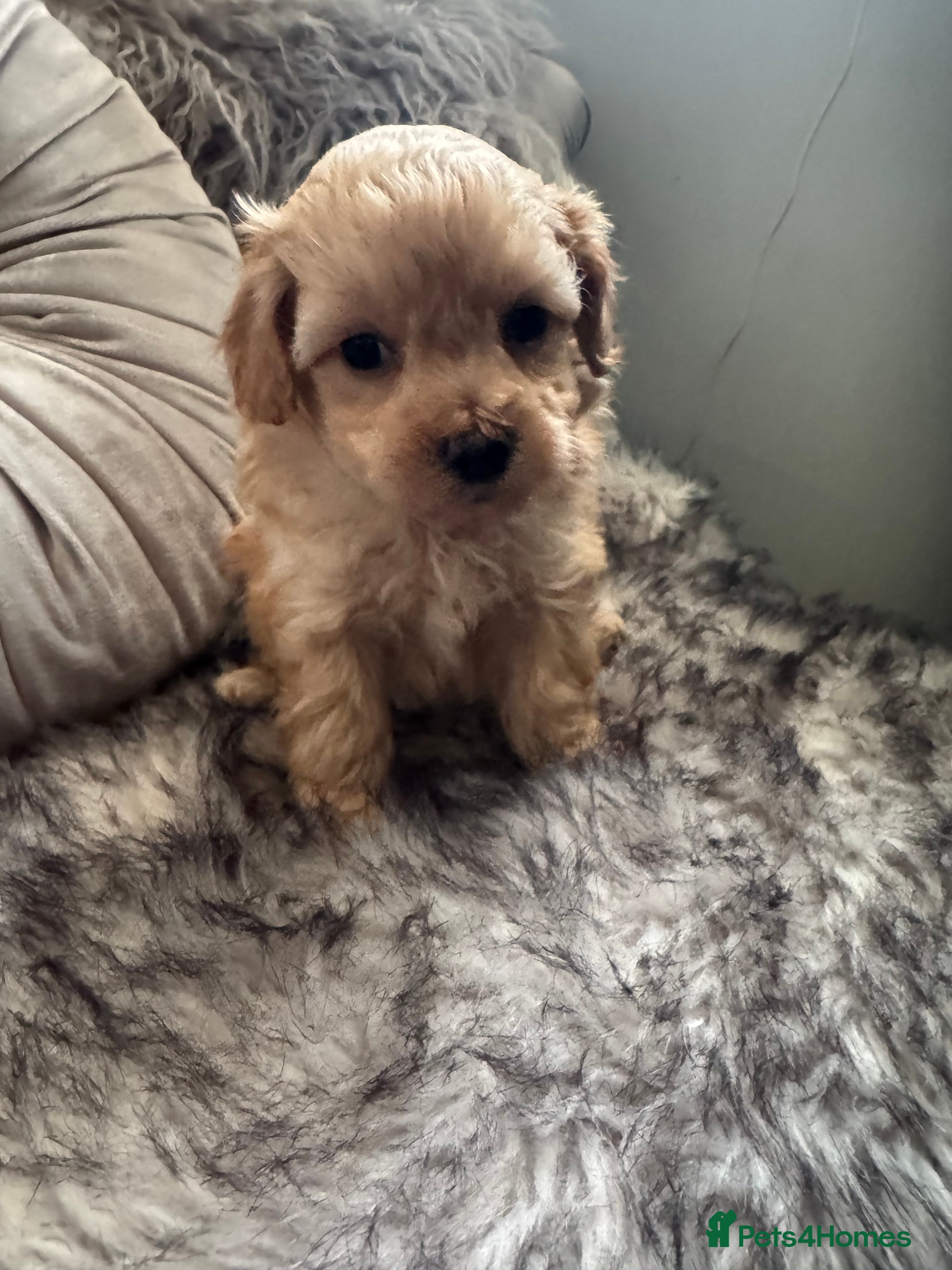 Maltipoo dogs Teddy Bear maltipoo puppies  - Advert 2