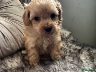 Maltipoo dogs Teddy Bear maltipoo puppies - Advert 2