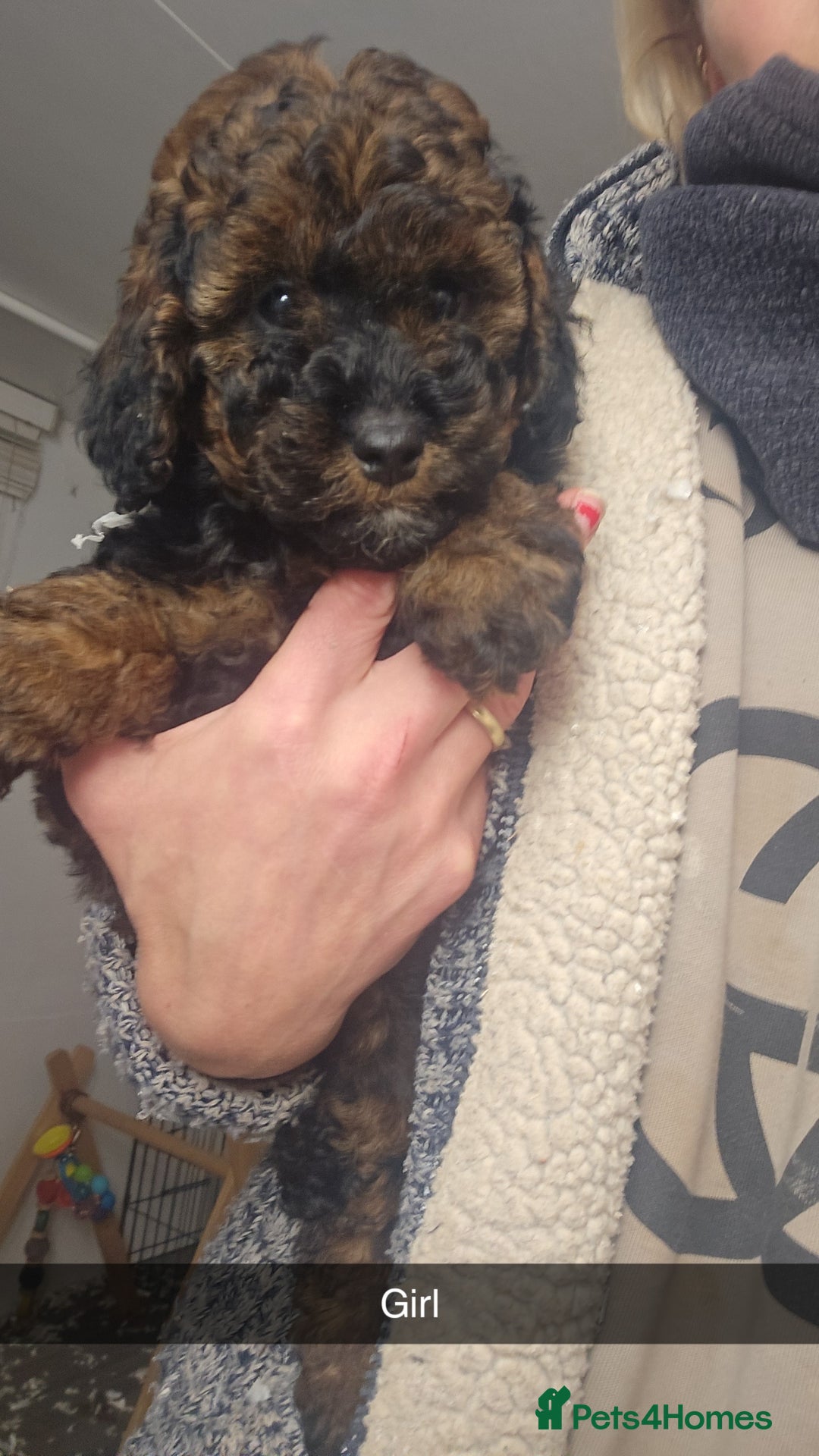 Toy Poodle dogs for sale: Toy Sized Poodles - Ready now - Advert 14