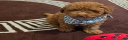 Toy Poodle dogs for sale: Beautiful Brown Female Toy Poodle Puppy – 4 Months - Advert 4