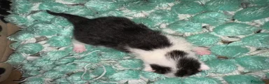 Mixed Breed 1