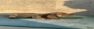 Dachshund 2