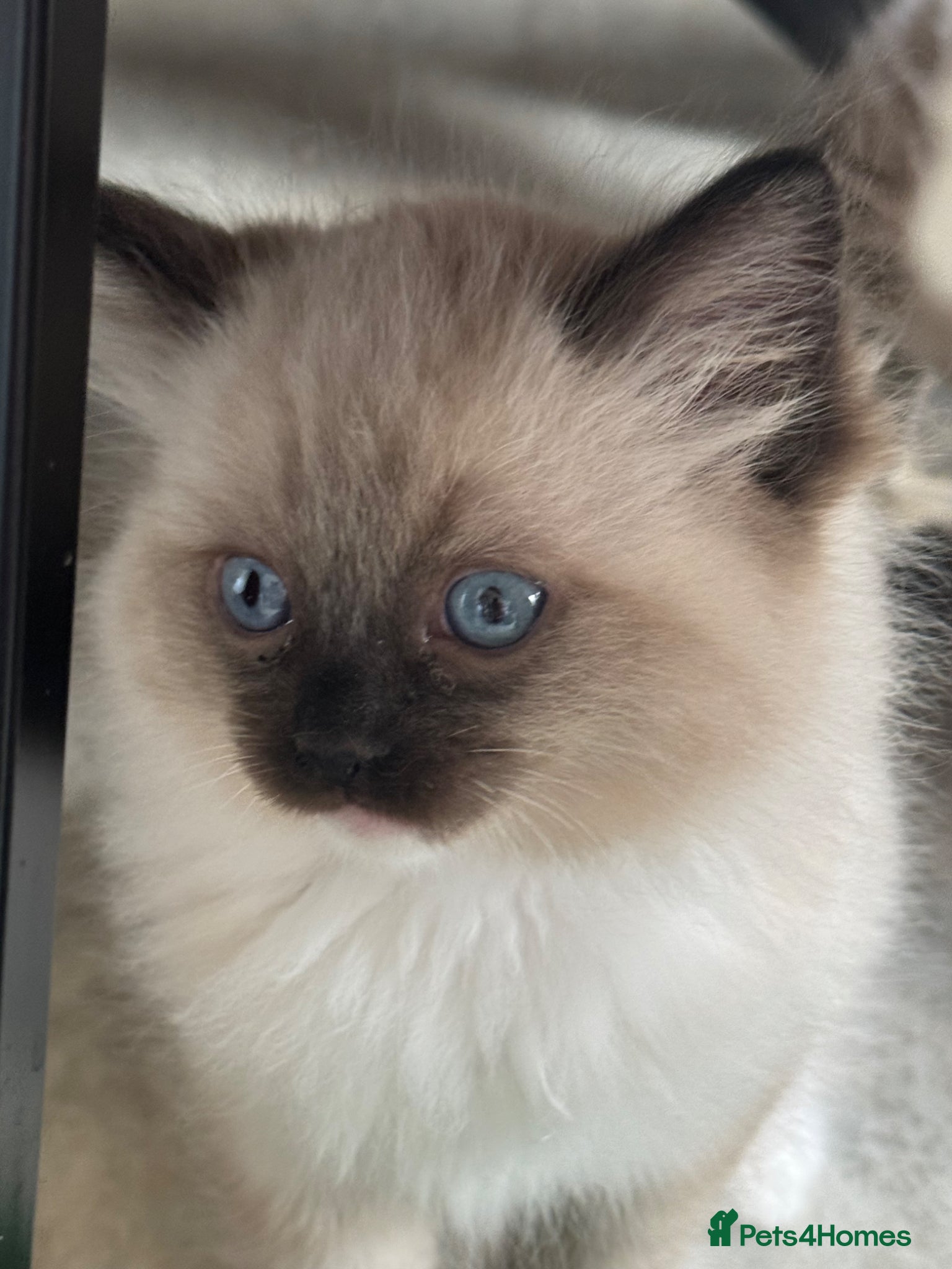 Ragdoll cats  Beautiful ragdolls kittens  - Advert 1