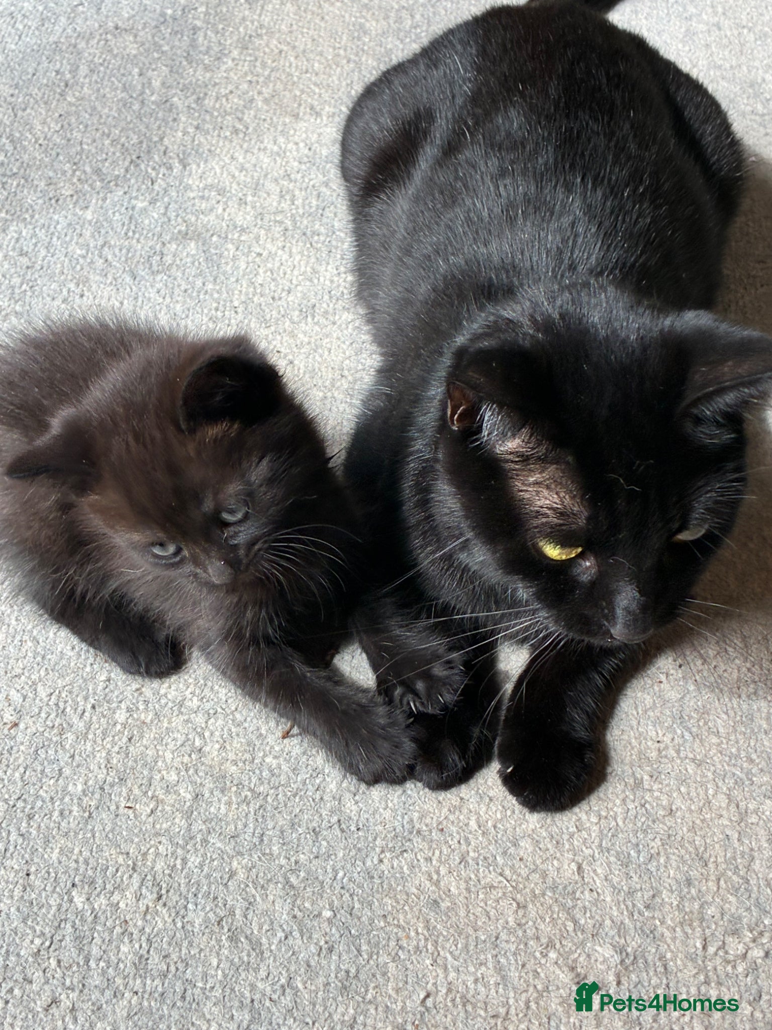 British Shorthair cats Ozzy.  Gorgeous chocolate brown boy - Advert 1