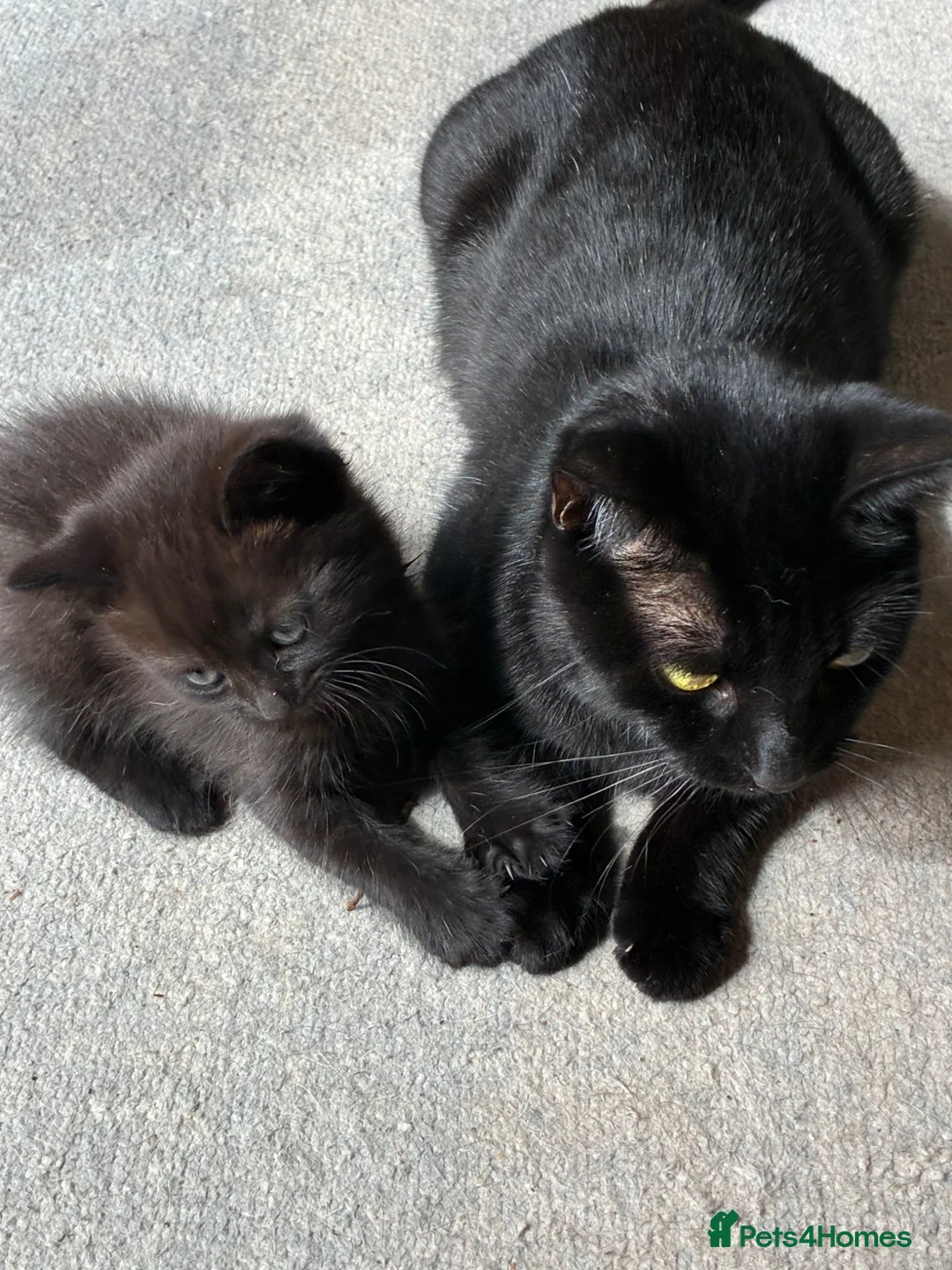 British Shorthair cats for sale: Ozzy.  Gorgeous chocolate brown boy - Advert 1