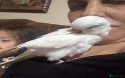 Parakeets birds for sale: Handreared Tame Albino Quaker - Image 5