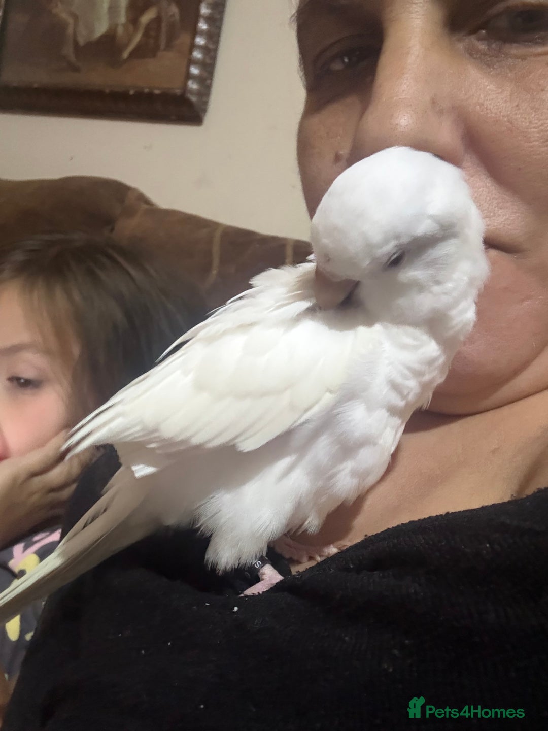 Parakeets birds for sale: Handreared Tame Albino Quaker - Image 5