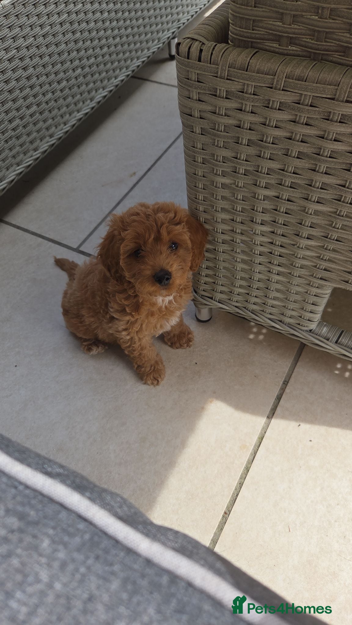Cockapoo dogs Ready Now!! 1 beautiful male left - Advert 1
