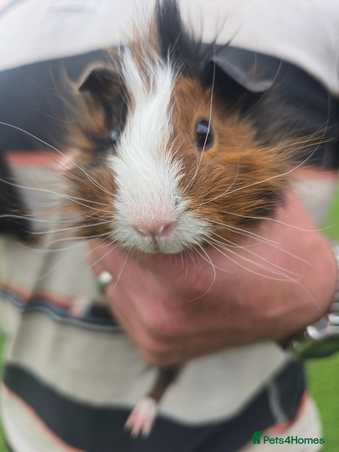 Guinea Pig rodents for sale: Baby Guinea pigs  - Image 6