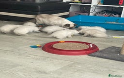 Ragdoll cats for sale: Beautiful ragdoll kittens 💕💕💕 - Image 4