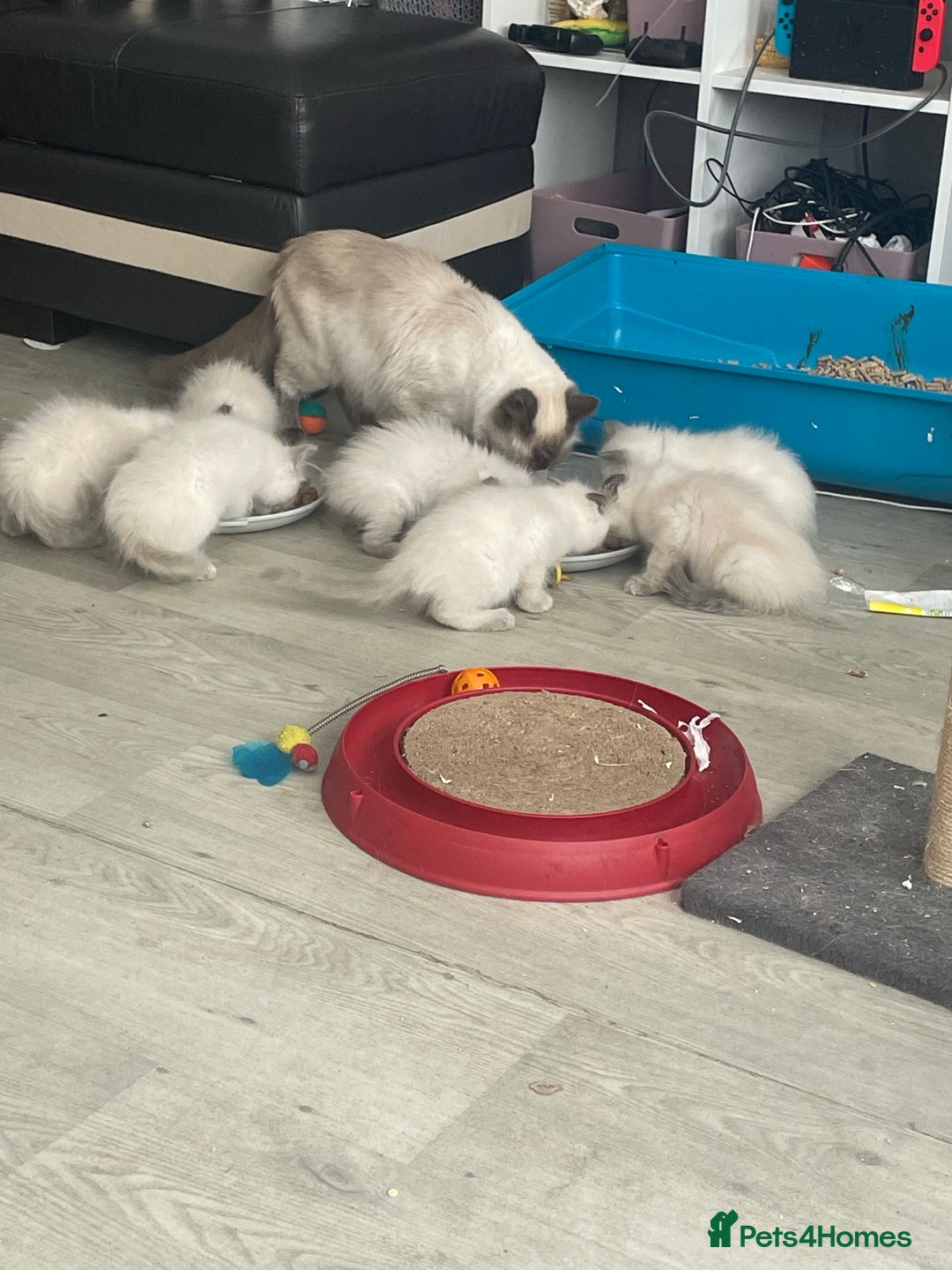Ragdoll cats for sale: Beautiful ragdoll kittens 💕💕💕 - Image 4