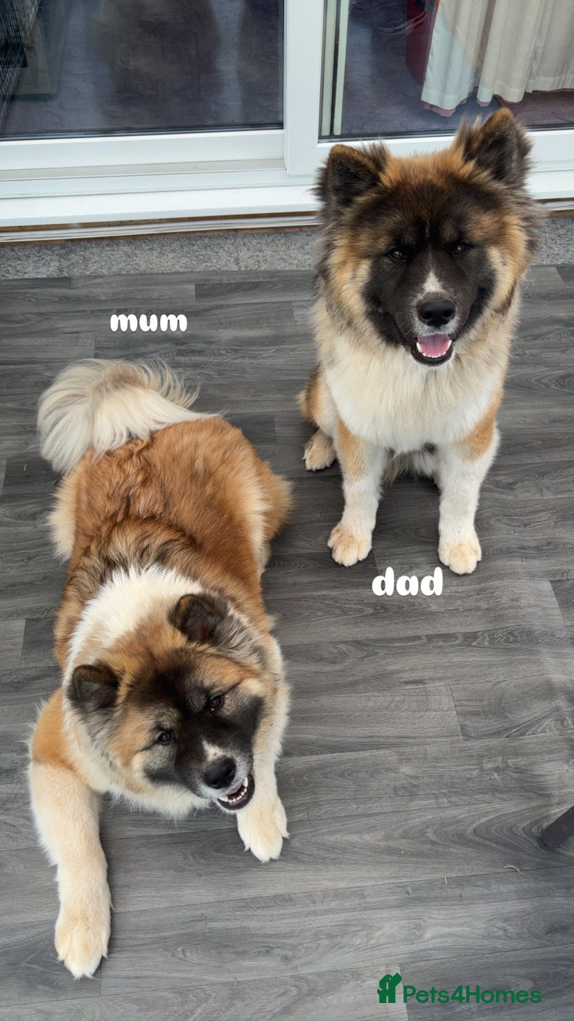Akita dogs japanese x american akitas  - Advert 5