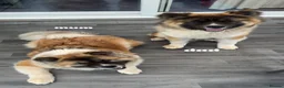Akita dogs for sale: japanese x american akitas  - Advert 1