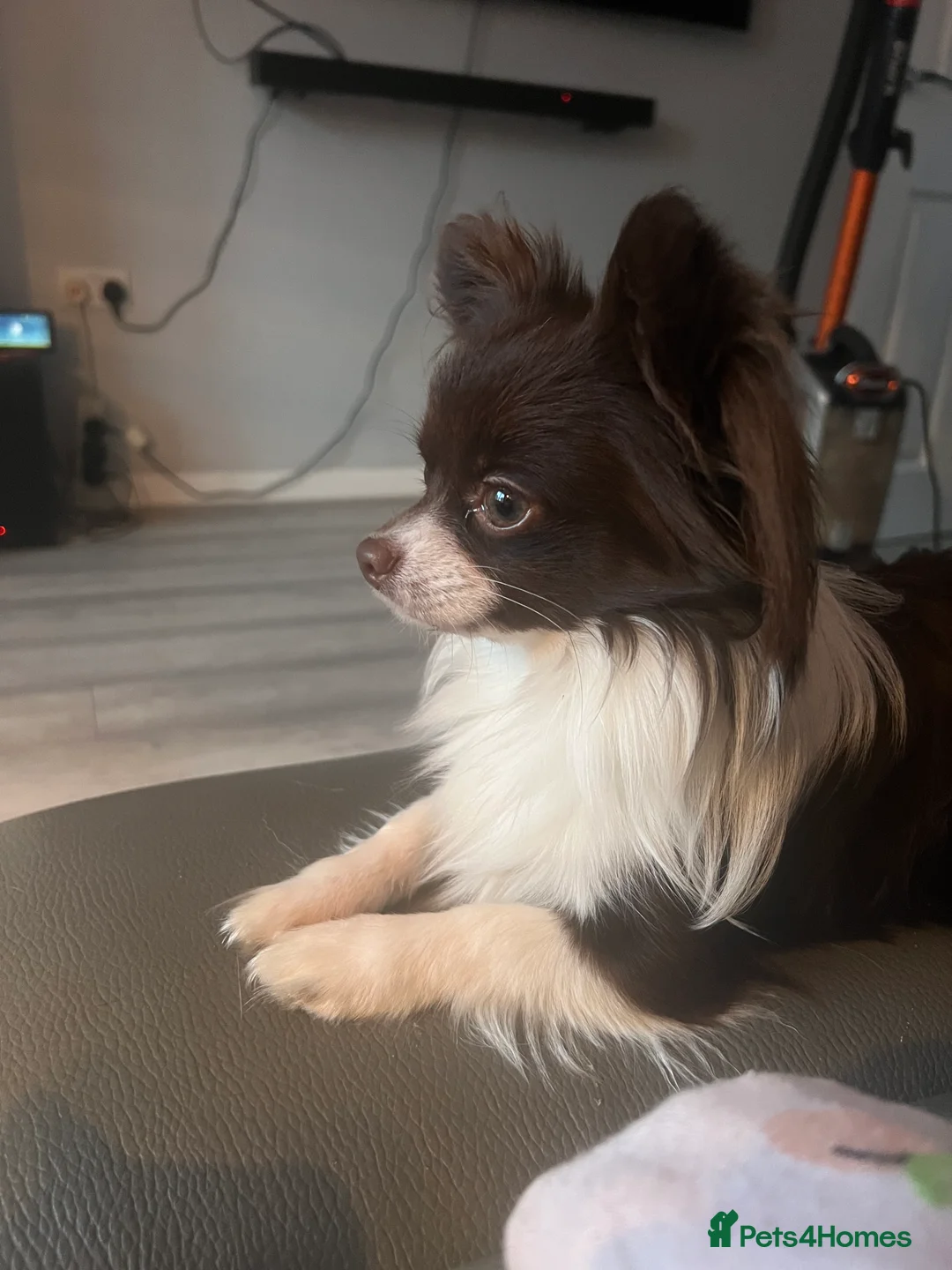 Chihuahua dogs for stud: Small Long coat chocolate and white chihuahua  - Advert 6