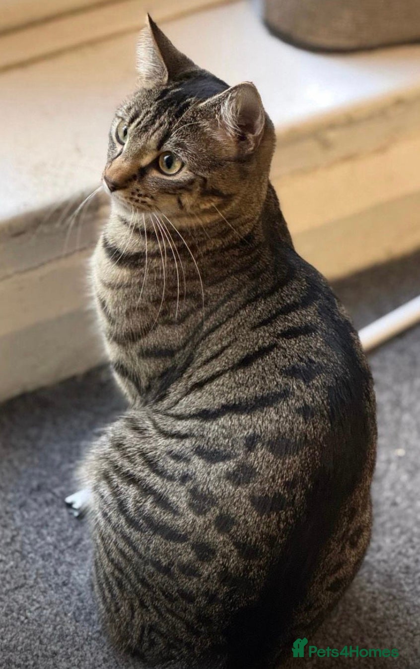 Mixed Breed cats Minnie, Tabby Mix - Advert 2