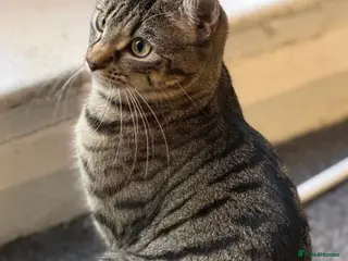 Mixed Breed cats Minnie, Tabby Mix - Advert 2