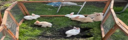 Mini Lop rabbits for sale: X5 Mini Lop Bunnies in Wednesbury - Advert 18
