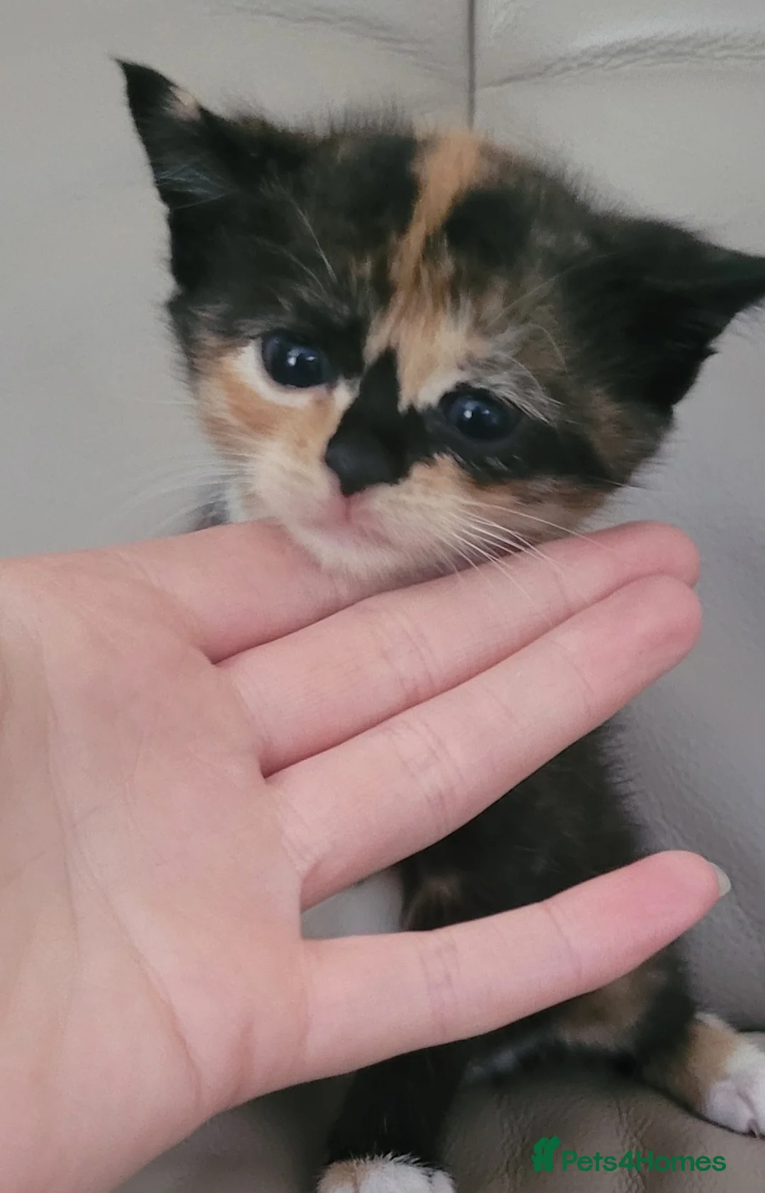 Mixed Breed cats for sale: 3 mixed coloured kittens available  - Advert 2