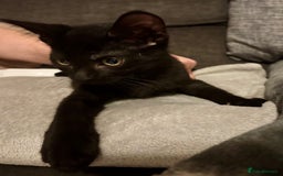 Domestic Shorthair cats for sale: 2 Female Kittens  - Image 23