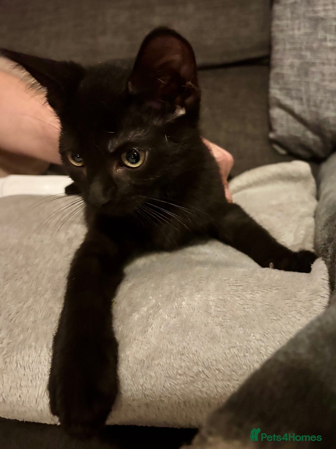 Domestic Shorthair cats for sale: 2 Female Kittens  - Image 23