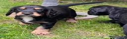 Cocker Spaniel dogs for sale: Beautiful Cocker spaniel puppies  - Advert 4