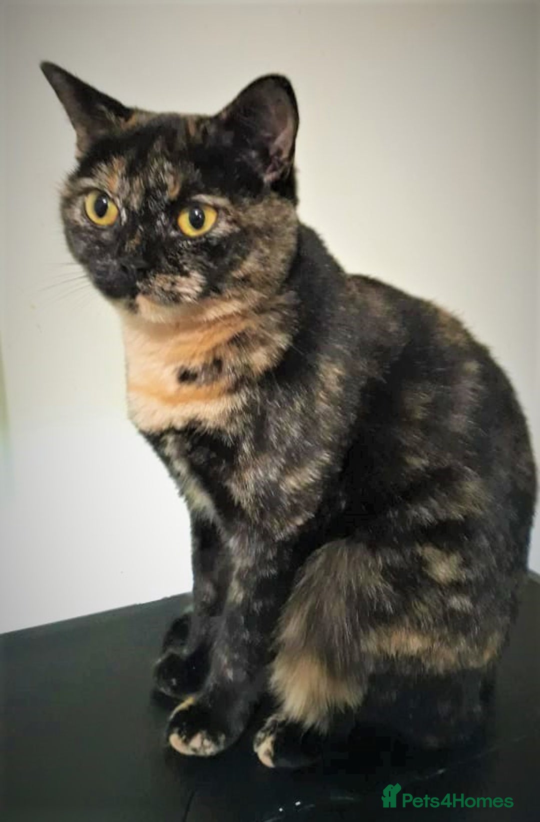 Mixed Breed cats for sale: For tortoiseshell cat lovers.Female.  - Advert 2