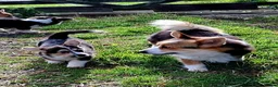 Welsh Corgi Pembroke dogs for sale: 1 boy 1 girl KC Pembroke Corgis  - Advert 21
