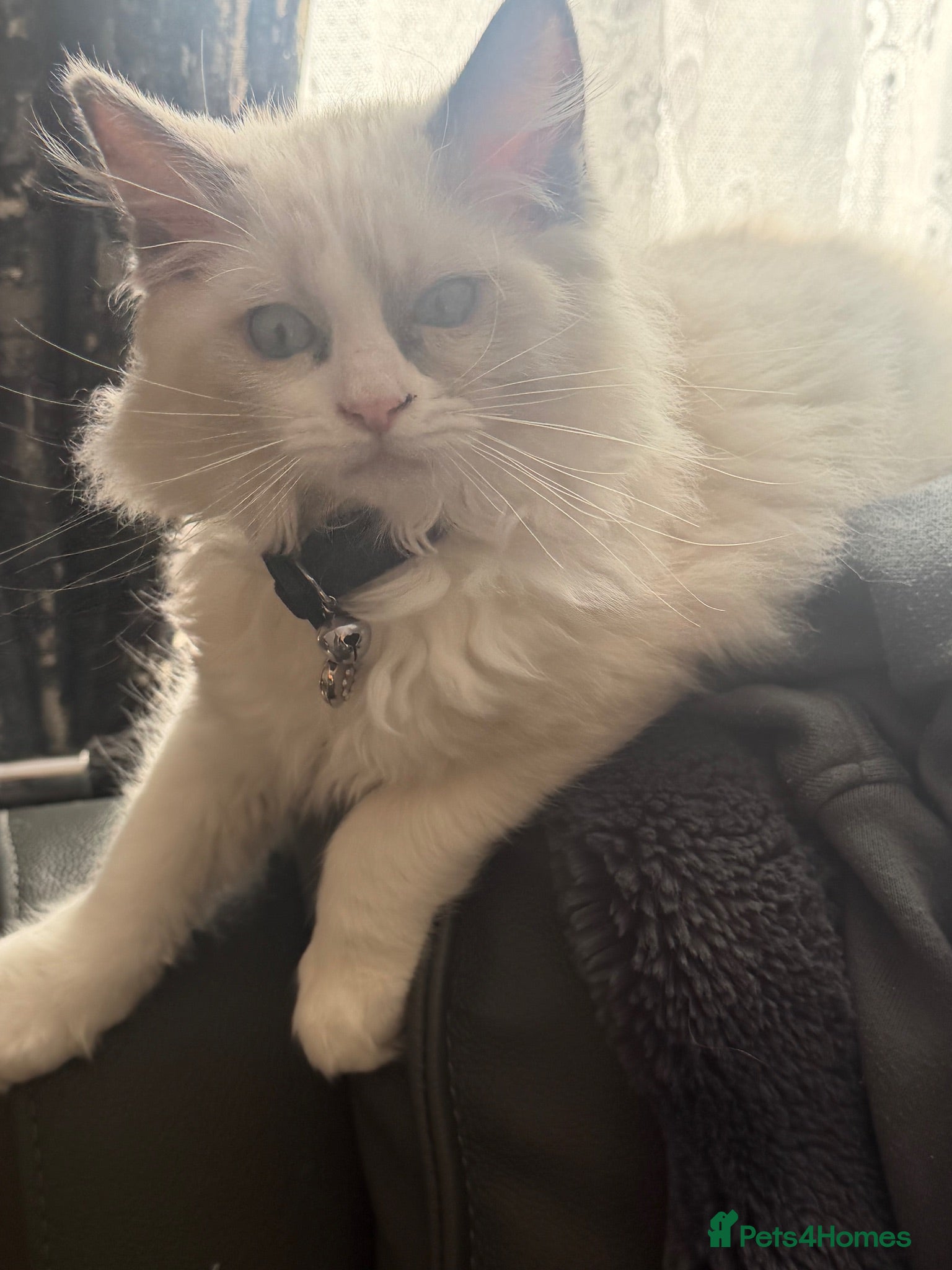 Ragdoll cats Beautiful Boy ragdoll  - Advert 2