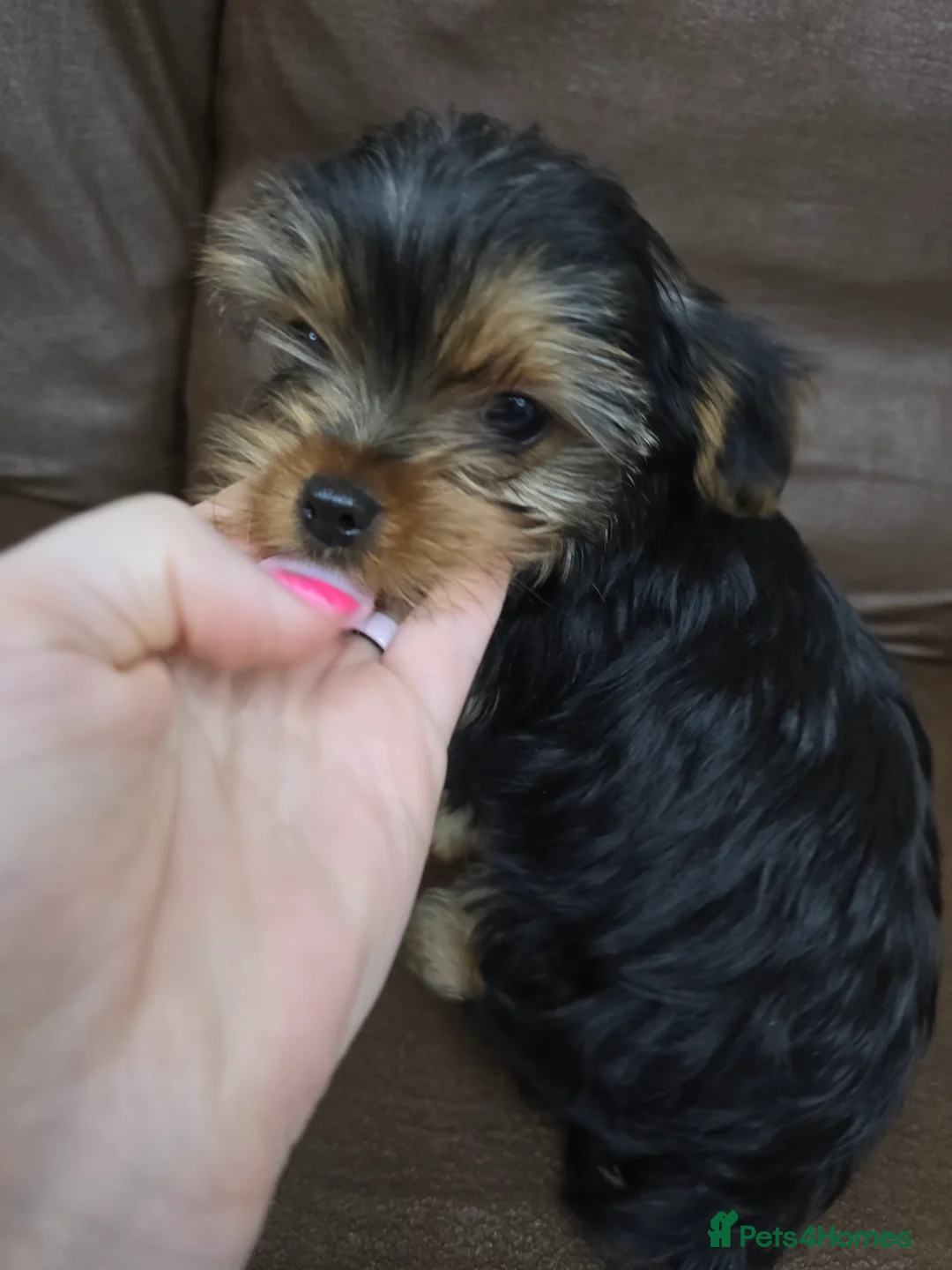 Yorkshire Terrier dogs for sale: Beautiful  **  Yorkshire Terrier Puppies  in Birmingham - Advert 9