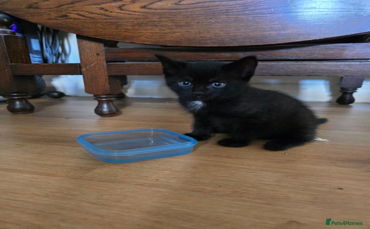Mixed Breed cats - Advert 17