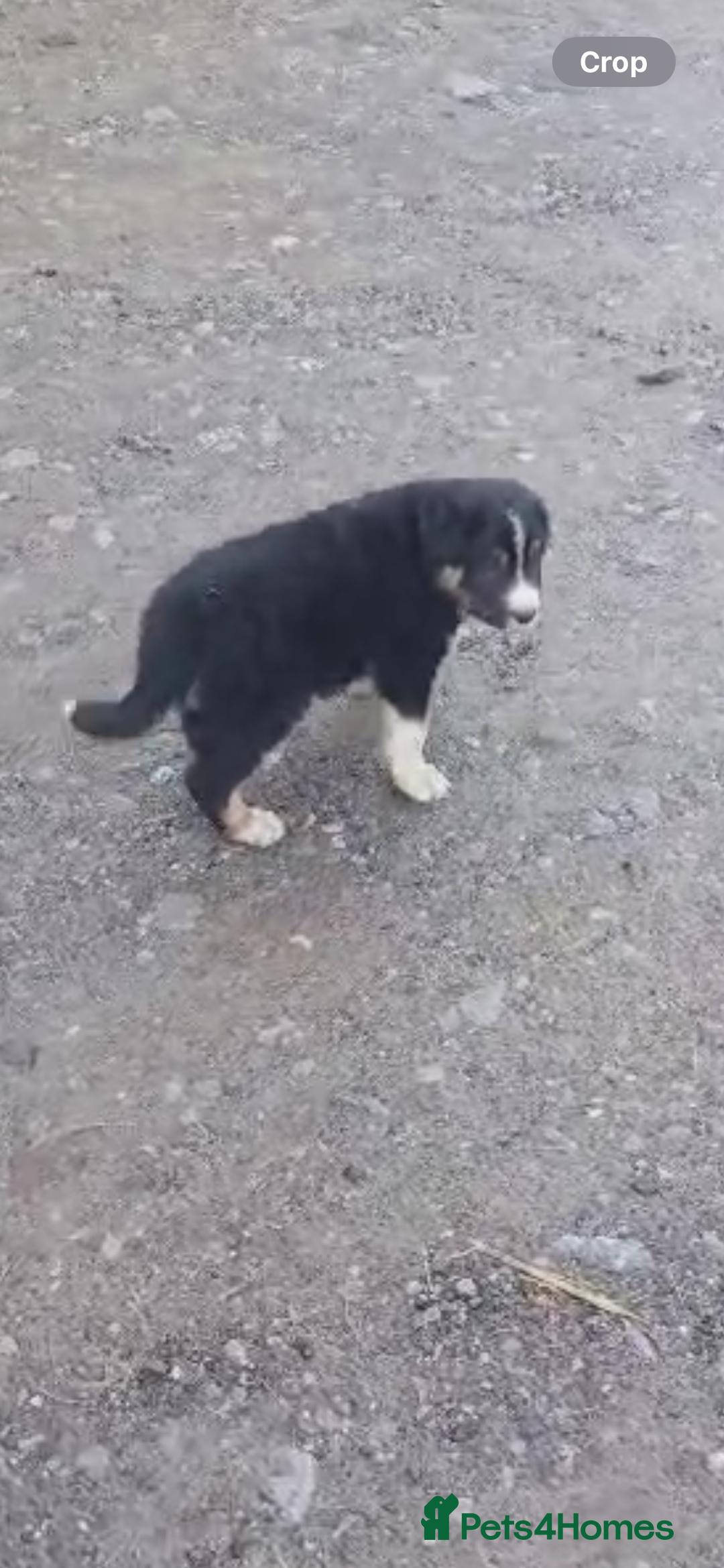 Border Collie dogs for sale: 3 stunning collie boy pups  - Advert 7