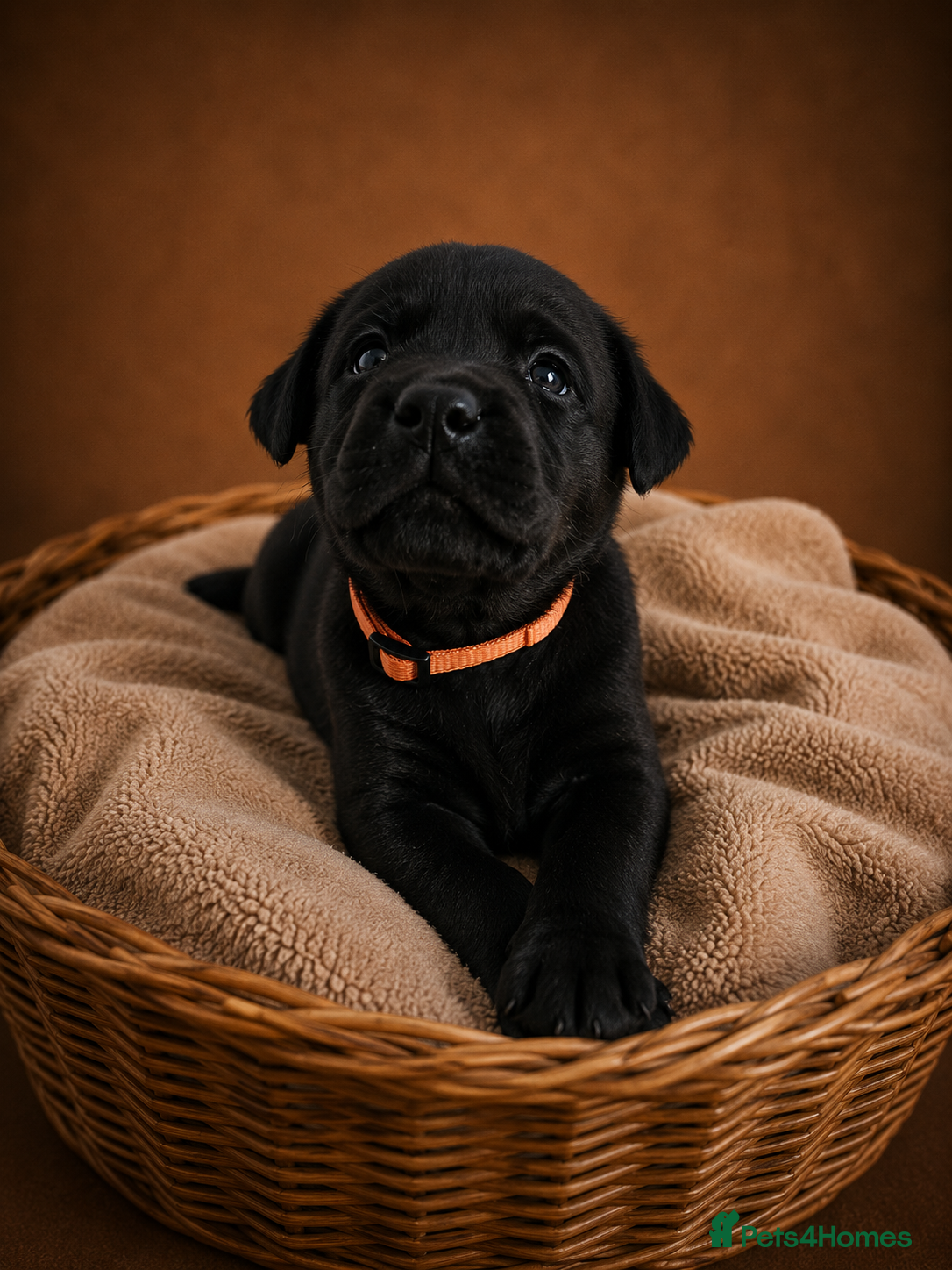 Labrador Retriever dogs HEALTH CHECKED Labrador Retriever puppies - Advert 1