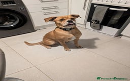 Mixed Breed dogs for sale: Rottweiler X Bullmastiff - Image 5