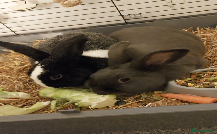 English rabbits - Advert 1