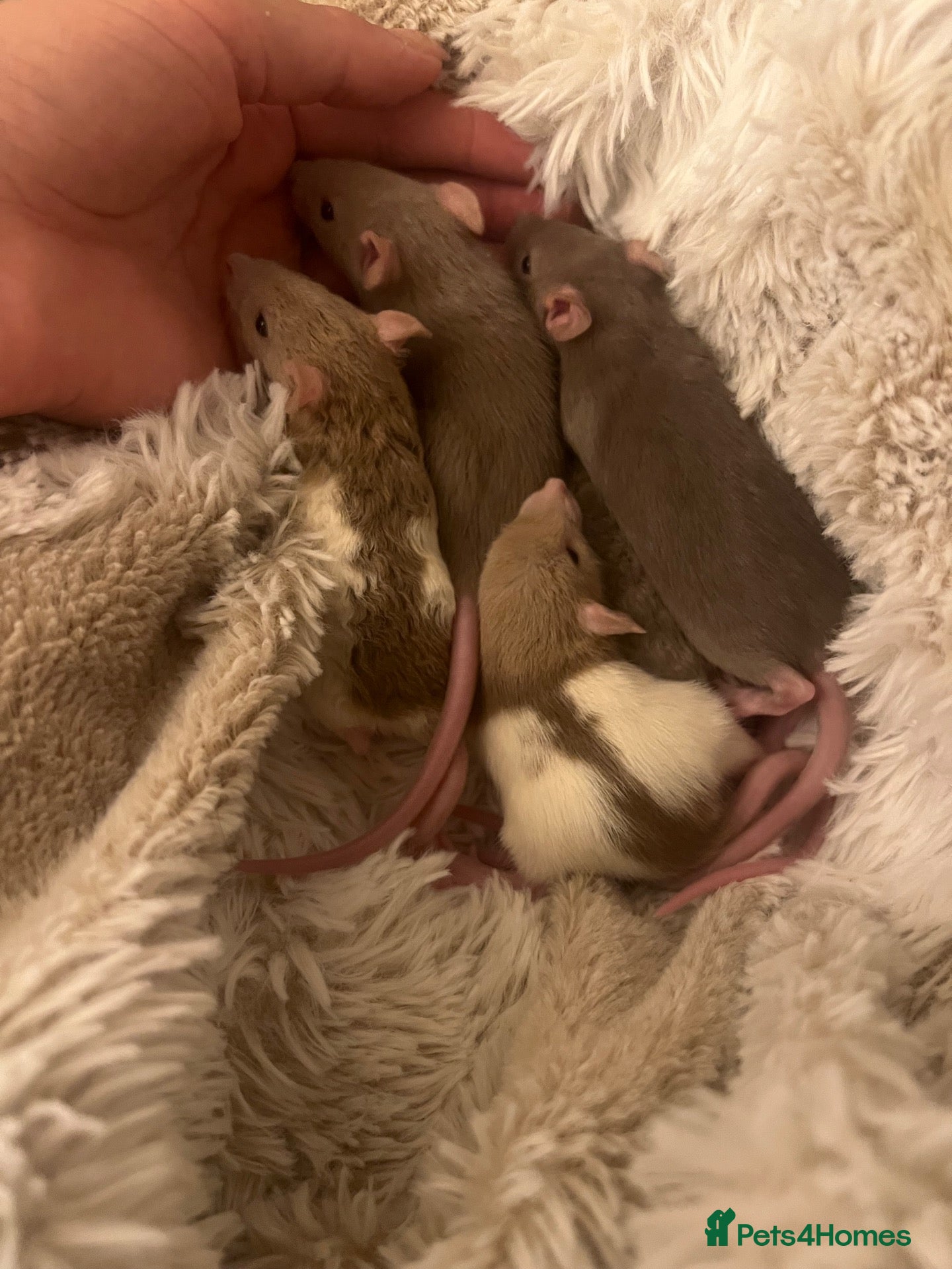 Rat rodents Baby rats  - Advert 22