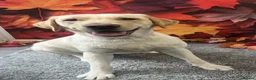Labrador Retriever dogs for sale: Labrador puppy's ready to go golden and black in Huntingdon - Advert 2