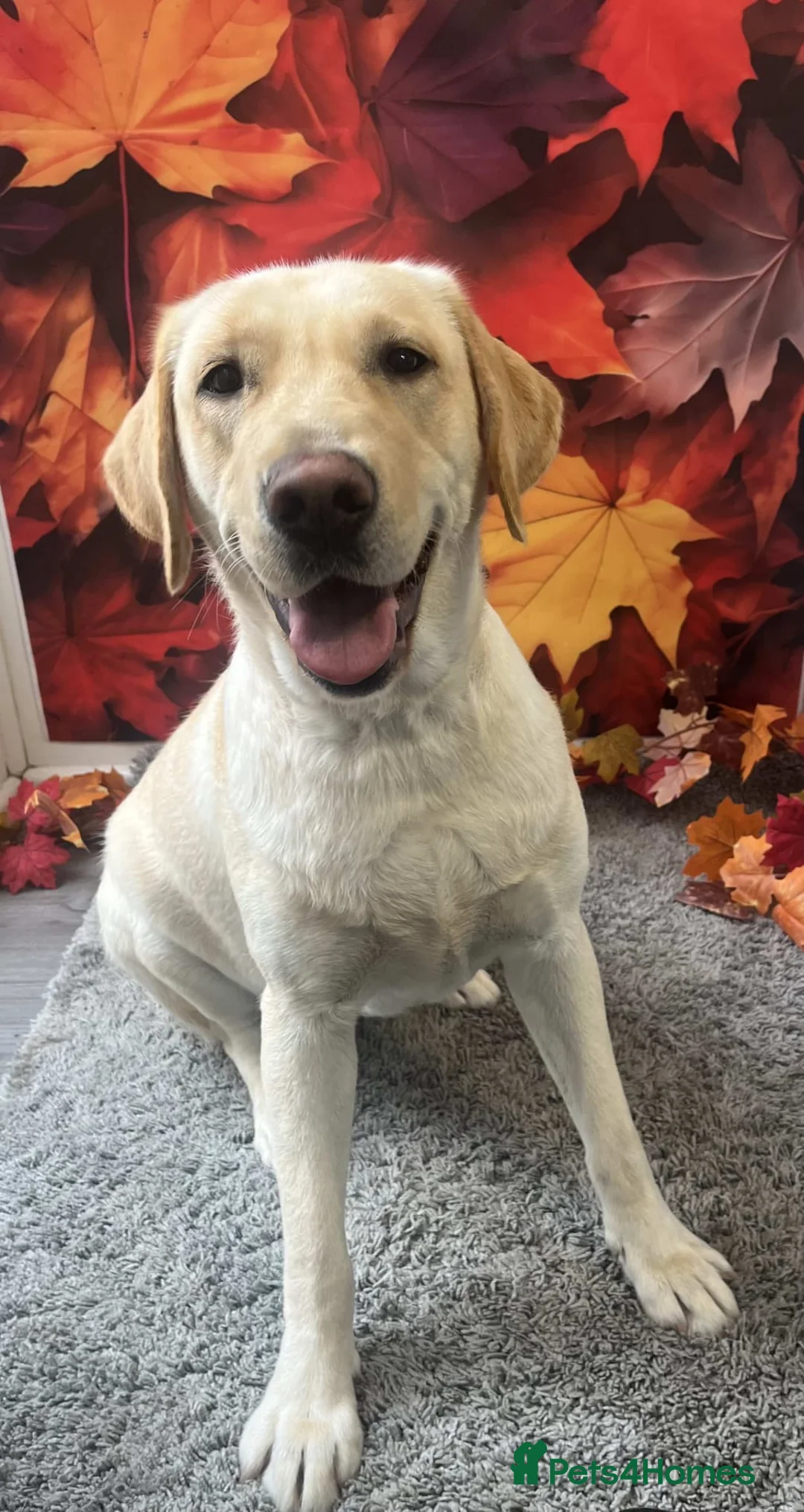 Labrador Retriever dogs for sale: Labrador puppy's ready to go golden and black in Huntingdon - Advert 2