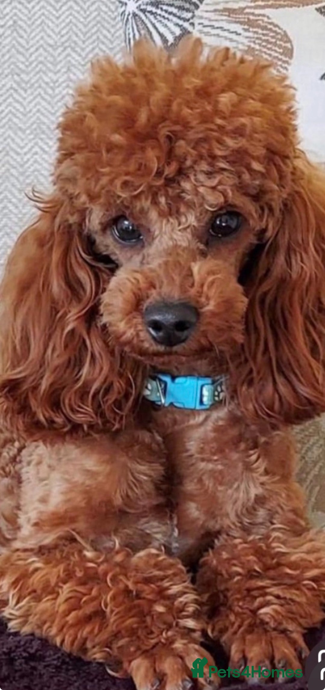 Cavapoo dogs for sale: Stunning litter of F1 Cavapoo’s - Advert 8