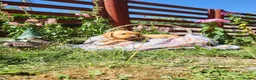 Springador dogs for sale: 6 beautiful springador Puppies fo4 sale - Advert 28