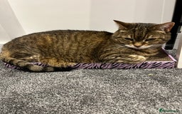 Domestic Shorthair cats for sale: Lulu  - Advert 4