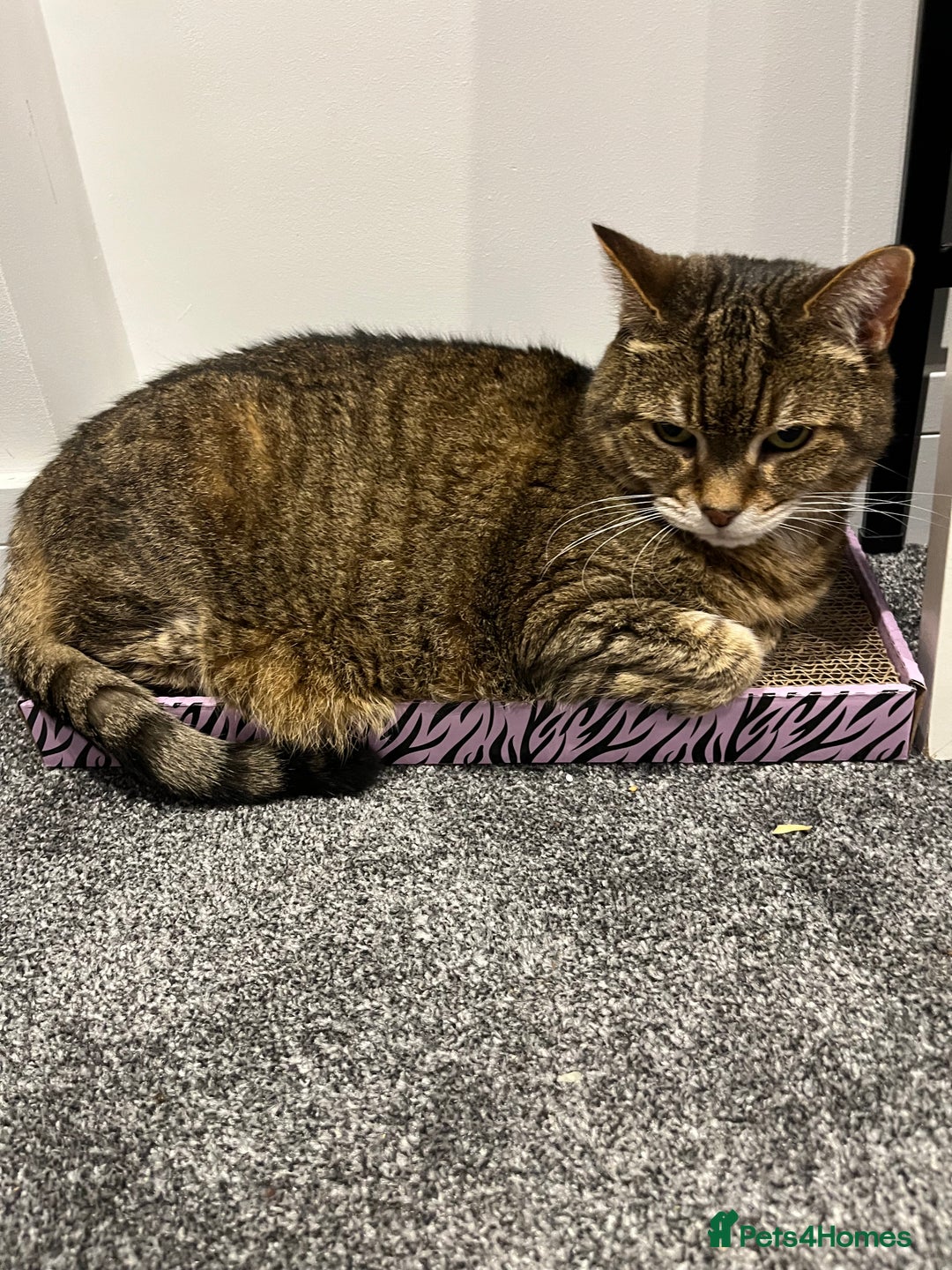 Domestic Shorthair cats for sale: Lulu  - Advert 4