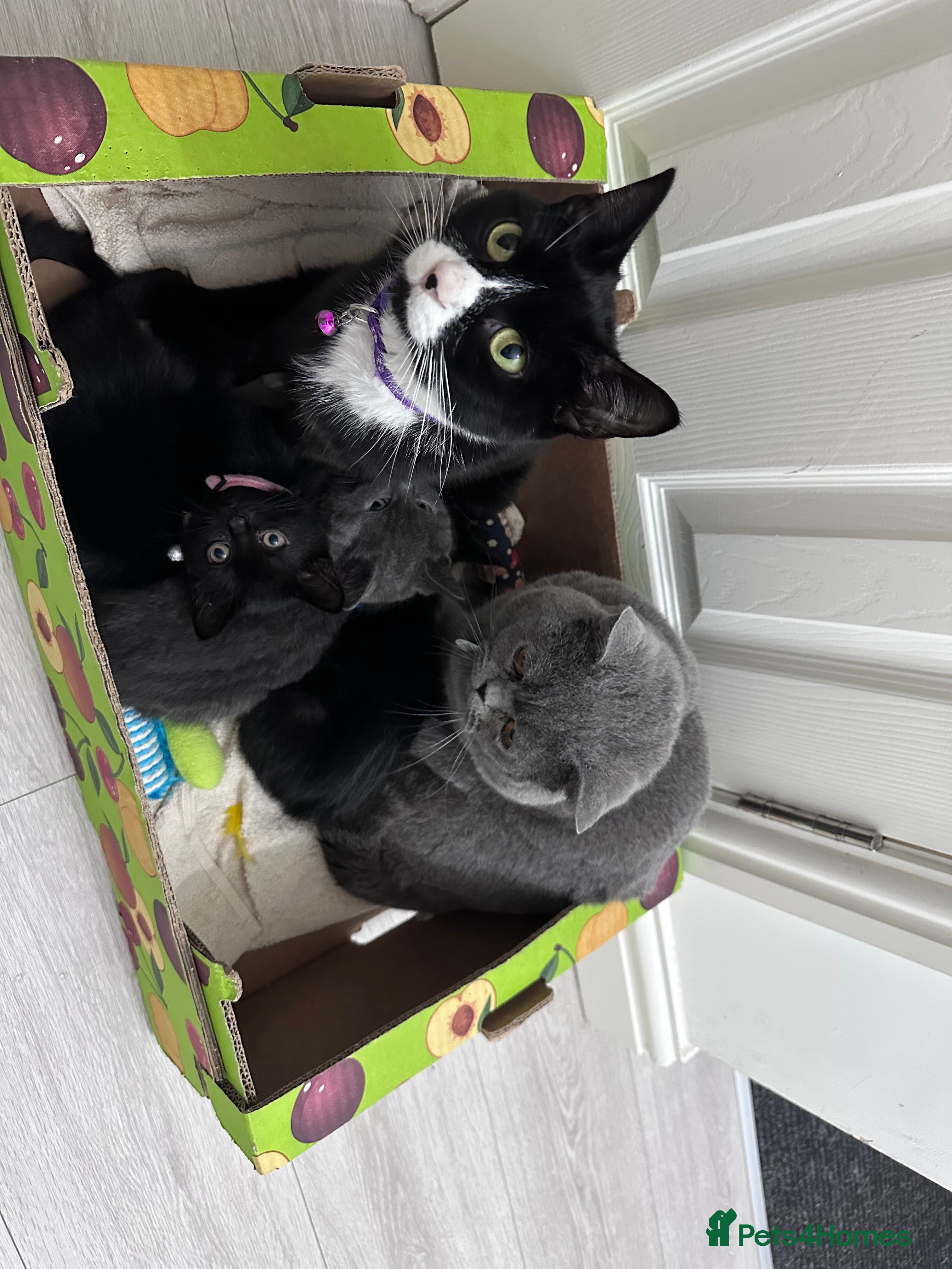 British Shorthair cats Adorable  - Advert 1