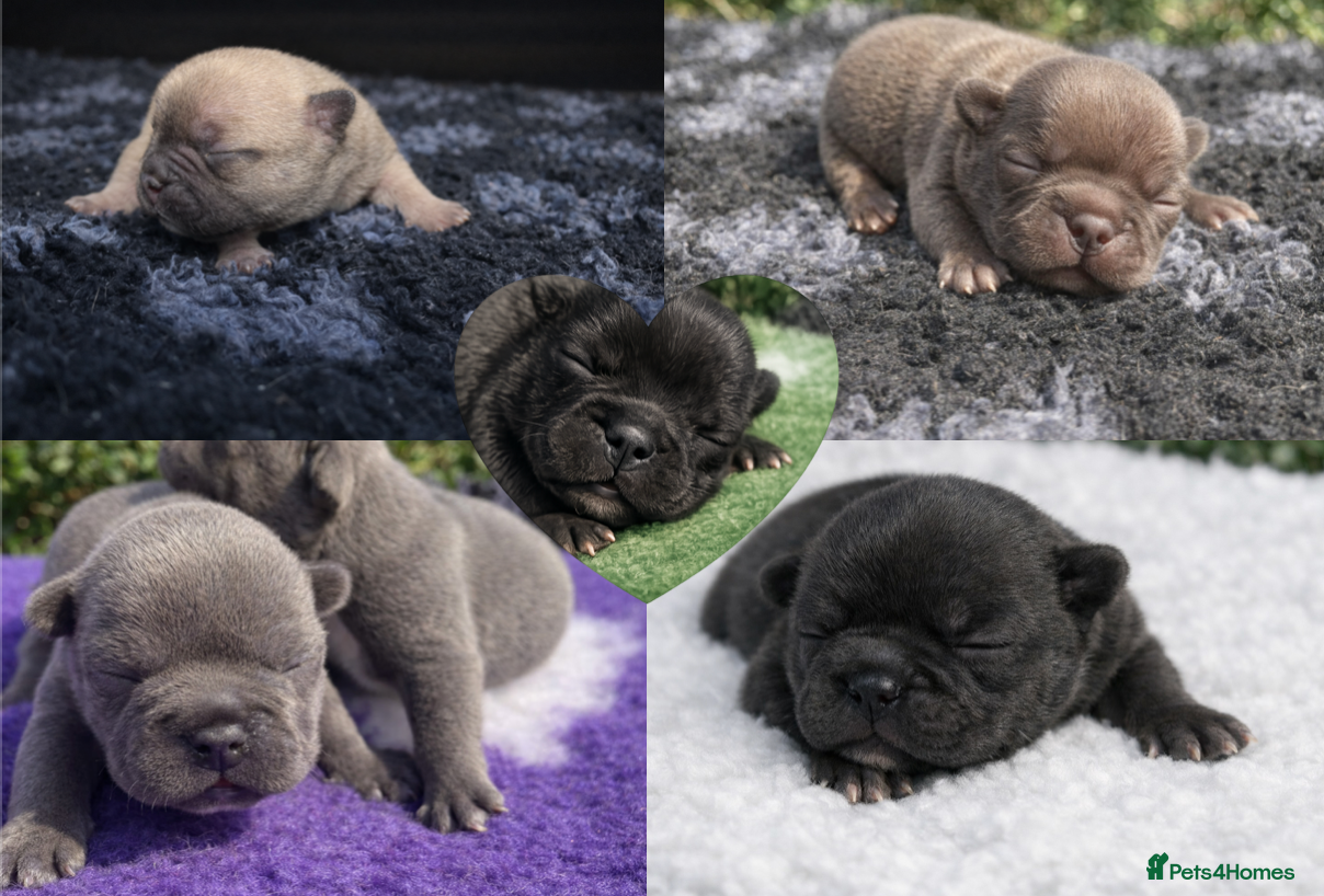 French Bulldog dogs KC French Bulldog - Boys - Advert 18