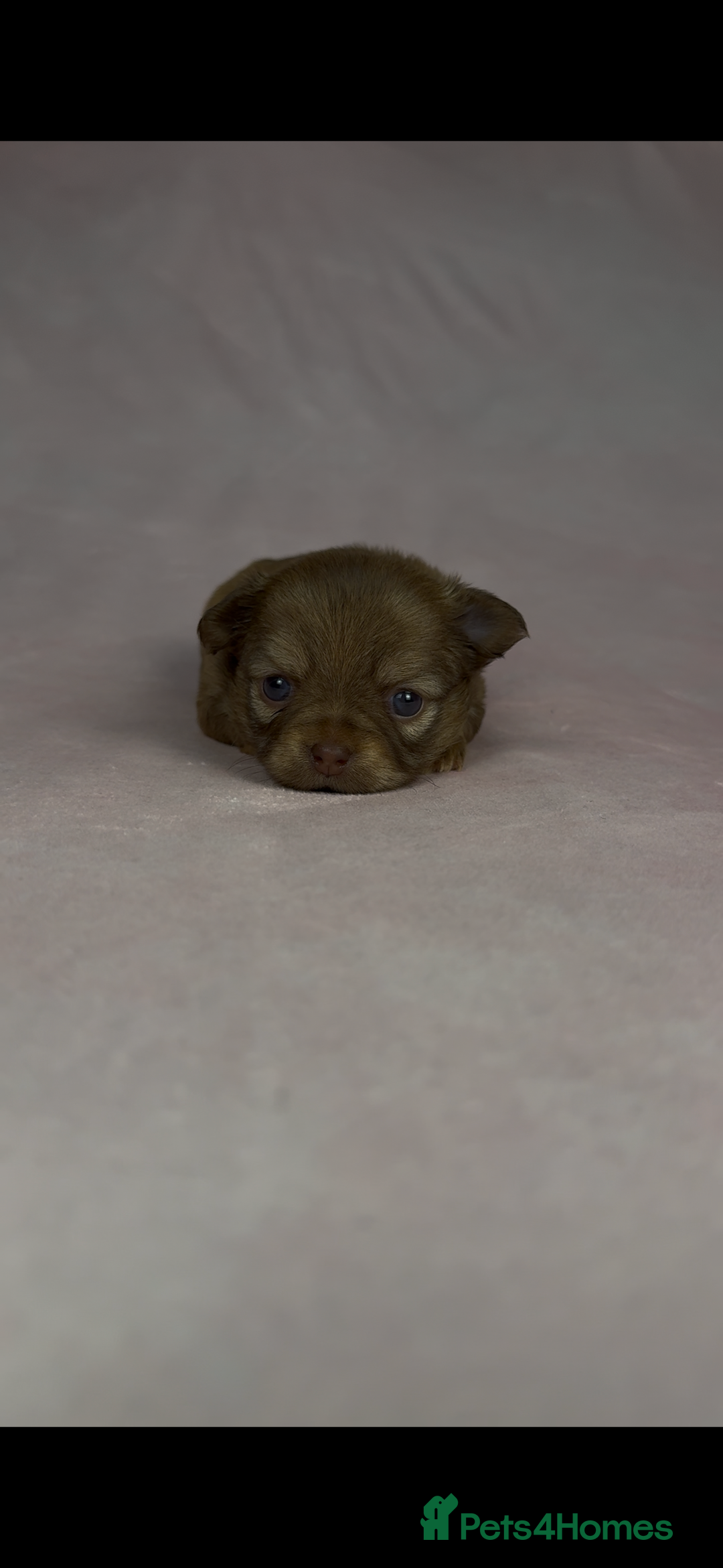 Chihuahua dogs for sale: Chihuahua puppies available on  ** s  - Advert 19