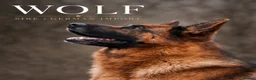 German Shepherd dogs for sale: Outstanding KC Registered German shepherd puppies - Advert 3