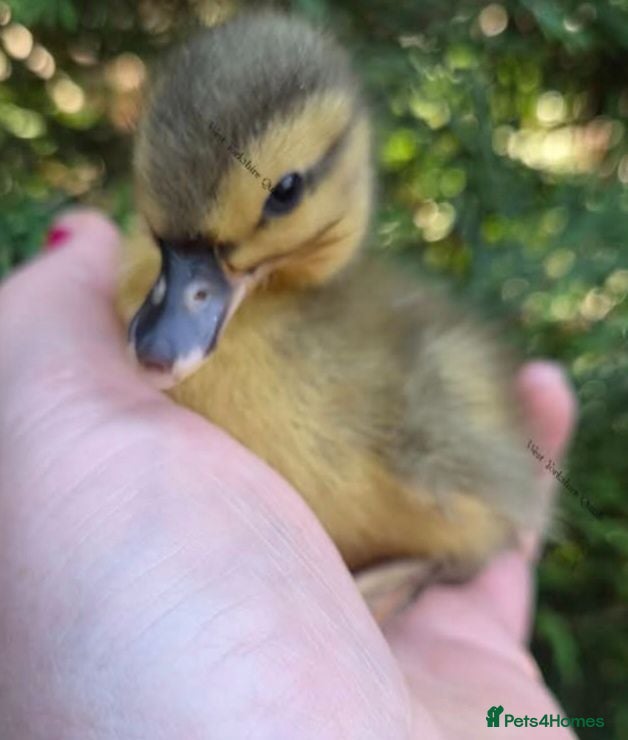 Ducks poultry 3 call ducks ducklings available  - Advert 15