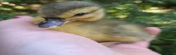 Ducks poultry for sale: 3 call ducks ducklings available  - Advert 1
