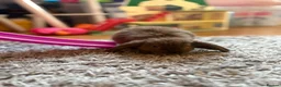 Mini Lop rabbits for sale: 5 x mini lops - Advert 3