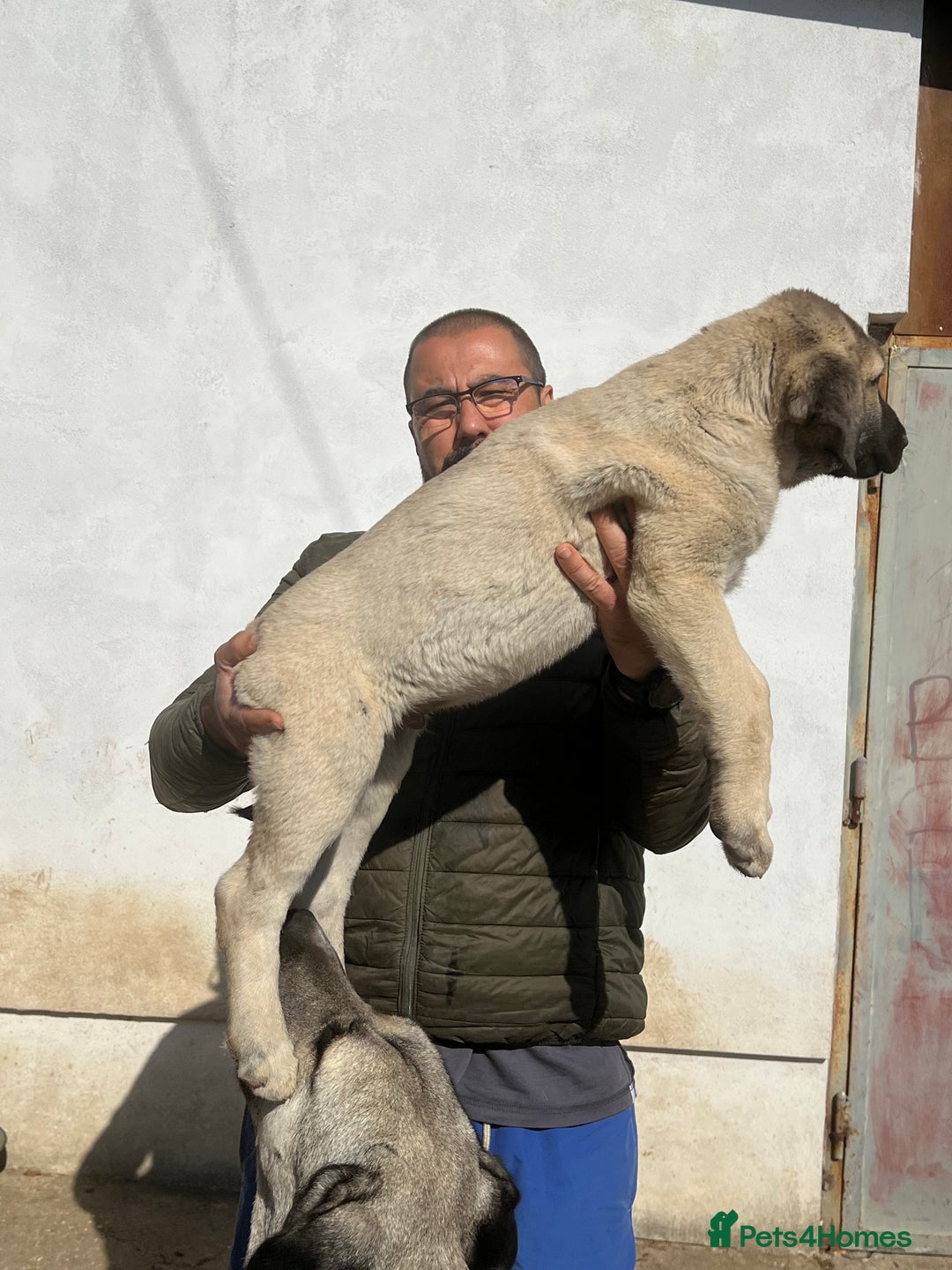 Anatolian Shepherd dogs for sale: Malakli Puppies - Image 36