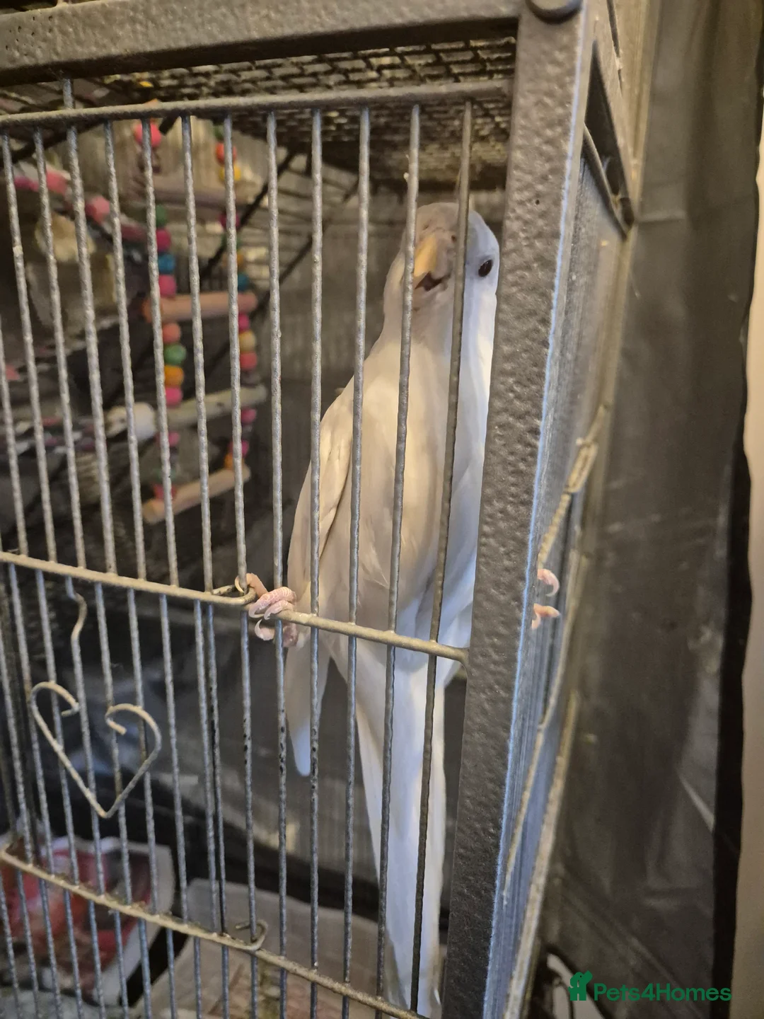 Cockatiels birds for sale: Talking Male Cockatiel + Companion & Full Setup - Advert 4